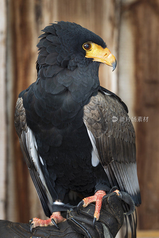 Bateleur (terathopius ecaudatus)的特写